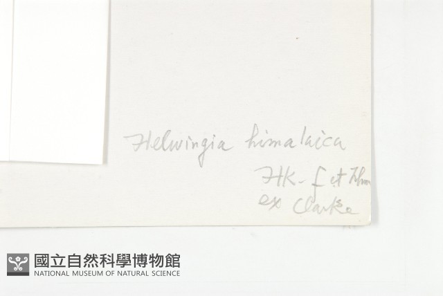 西藏青莢葉藏品圖，第3張