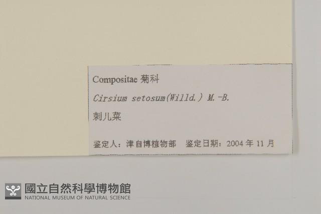 大刺兒菜藏品圖，第3張