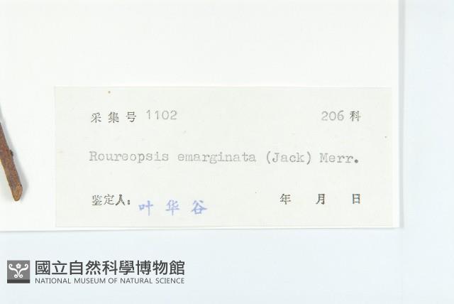 微凹牛果藤藏品圖，第3張