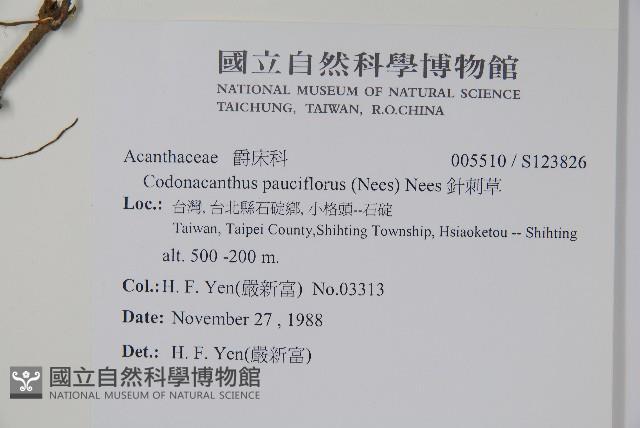 針刺草藏品圖，第2張