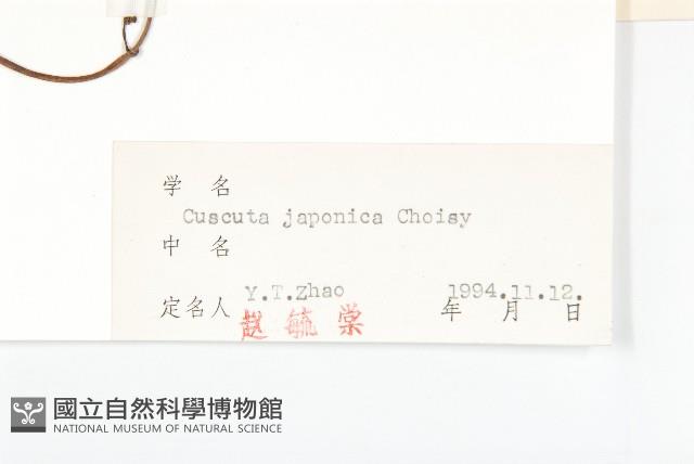 日本菟絲子藏品圖，第3張