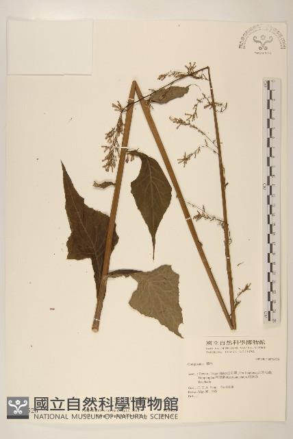 穿心蓮藏品圖，第3張