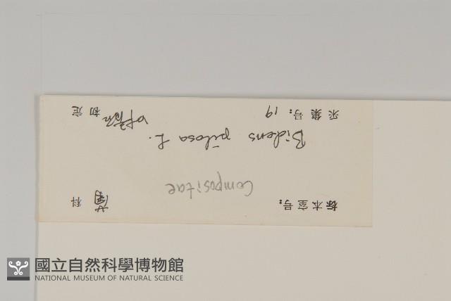 白花鬼針藏品圖，第3張