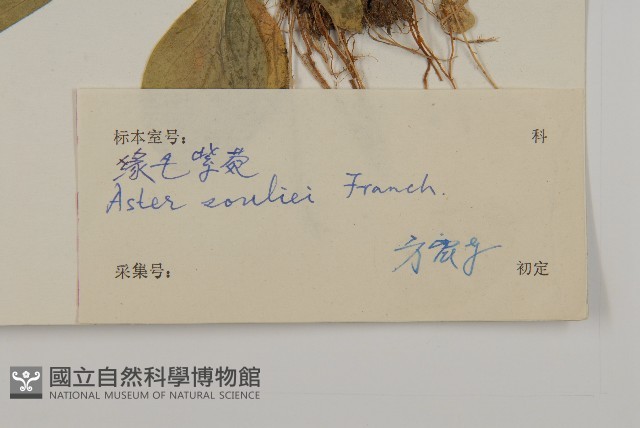 緣毛紫菀藏品圖，第3張