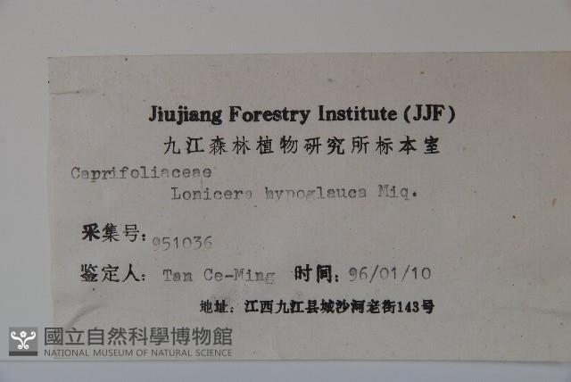 裡白忍冬、紅腺忍冬藏品圖，第2張