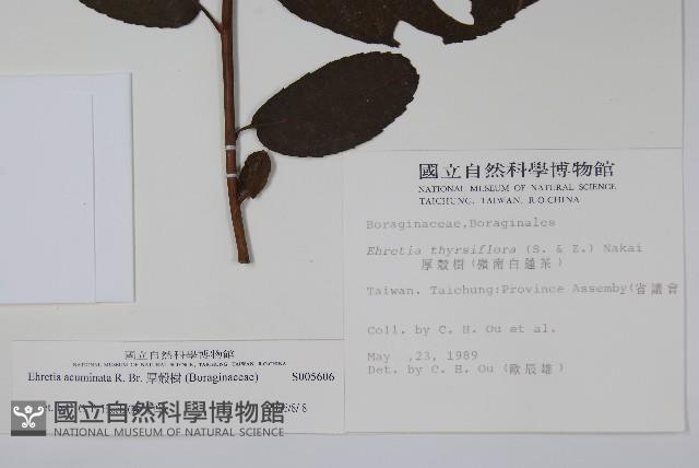 厚殼樹藏品圖，第2張