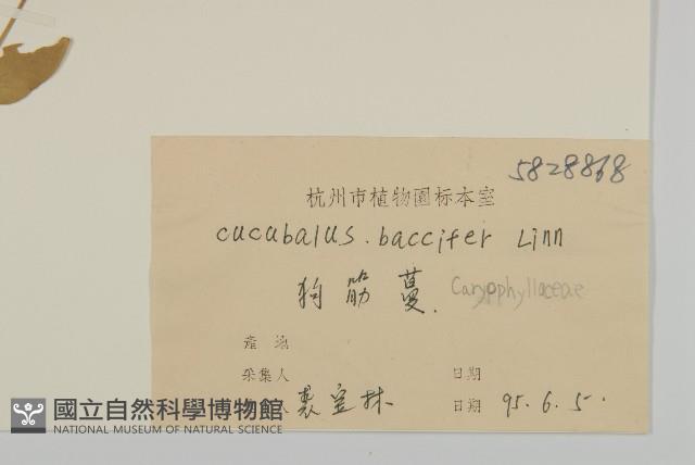 狗筋蔓藏品圖，第3張