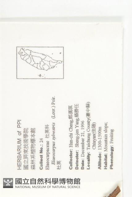 杜英、山杜英、蘭嶼杜英藏品圖，第2張