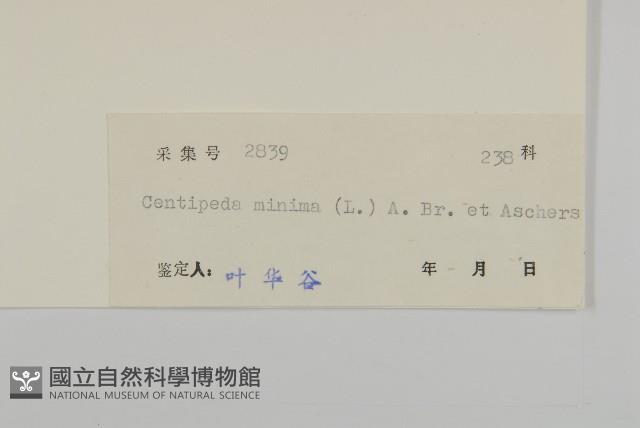 石胡荽、吐金草藏品圖，第3張