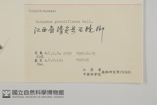 大花衛矛藏品圖，第3張