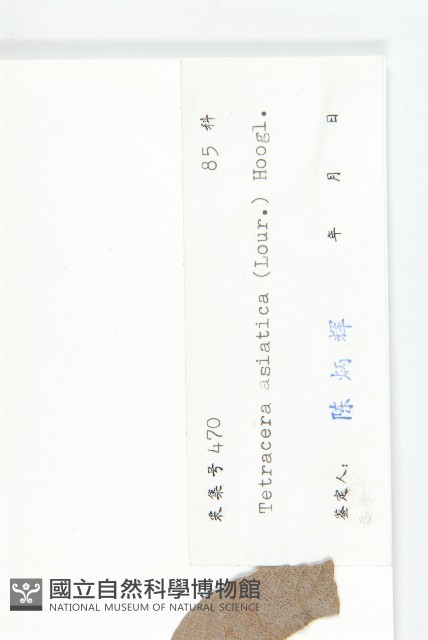 錫葉藤藏品圖，第3張