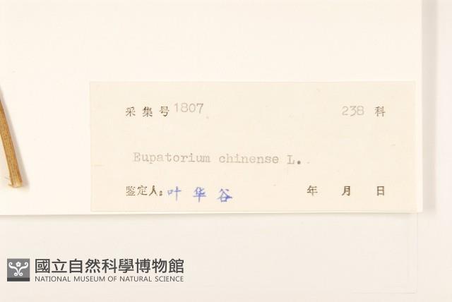 華澤蘭藏品圖，第3張