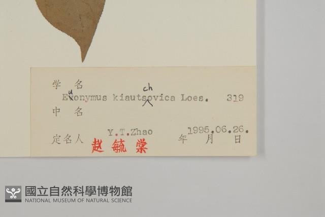 膠東衛矛藏品圖，第3張