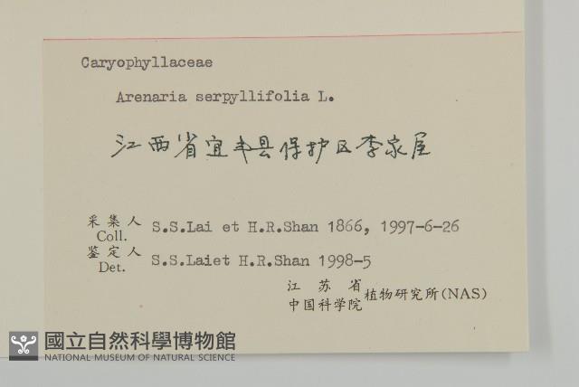 無心菜、鵝不食草藏品圖，第3張