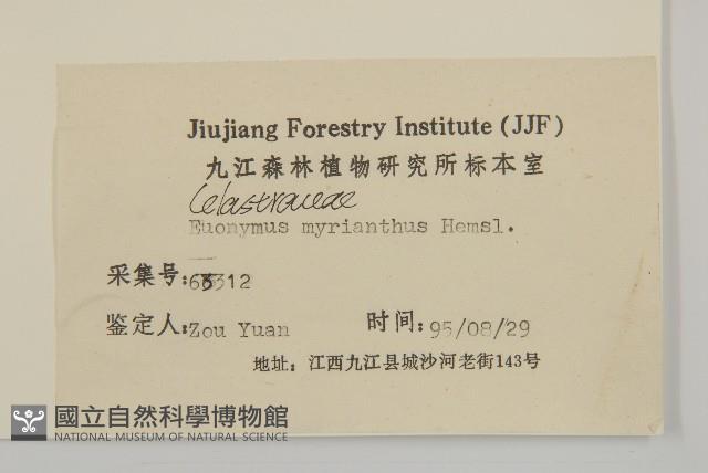 大果衛矛藏品圖，第3張