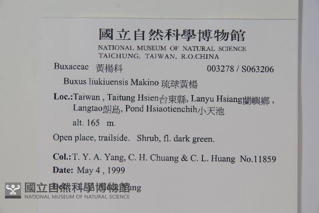 琉球黃楊藏品圖，第2張