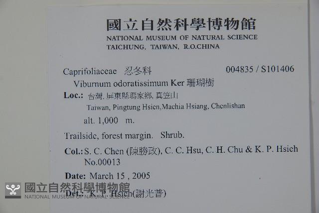 珊瑚樹藏品圖，第2張