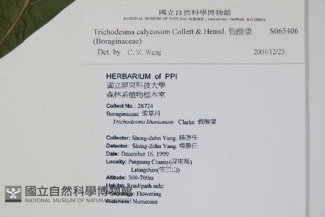 假酸漿藏品圖，第2張