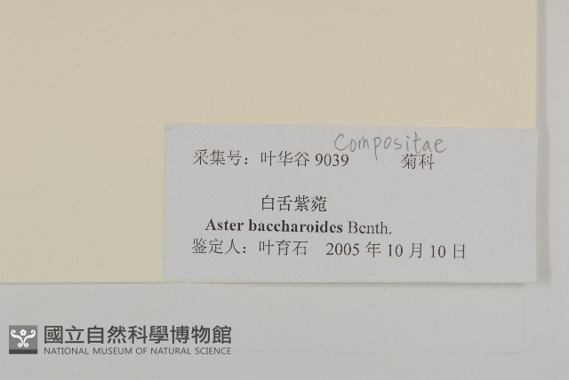 白舌紫菀藏品圖，第3張
