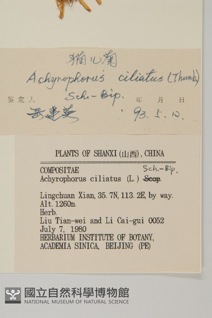 貓兒菊藏品圖，第3張