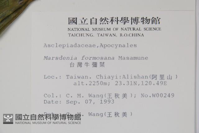 臺灣牛嬭菜藏品圖，第2張