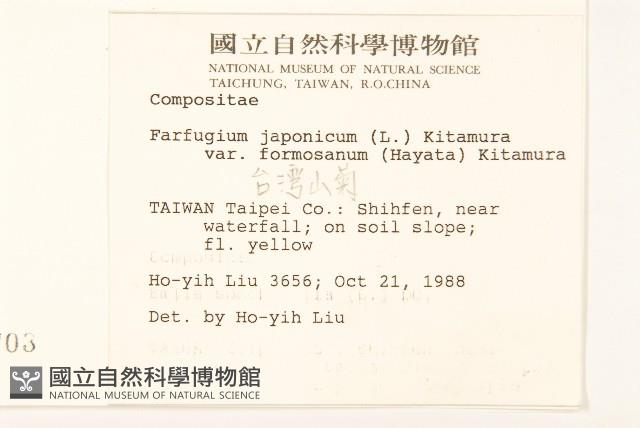 臺灣山菊藏品圖，第2張