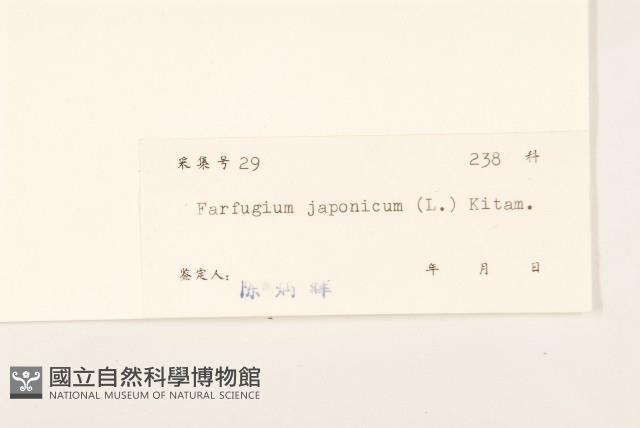 山菊藏品圖，第3張