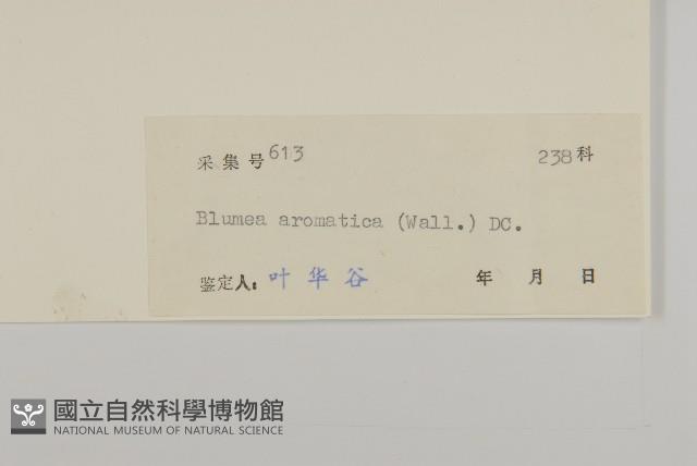 薄葉艾納香藏品圖，第3張