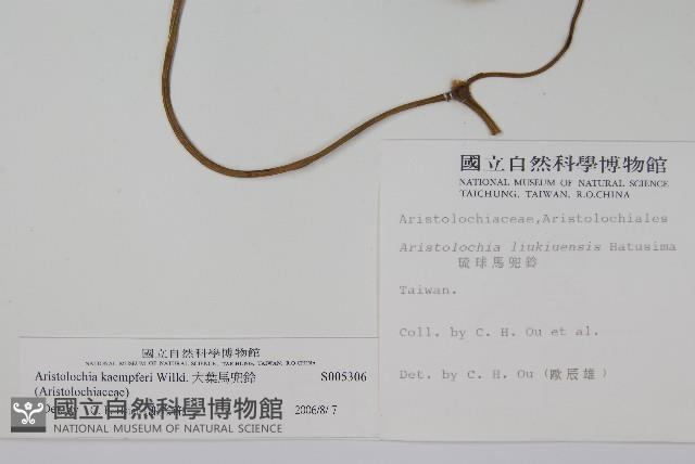 大葉馬兜鈴藏品圖，第2張