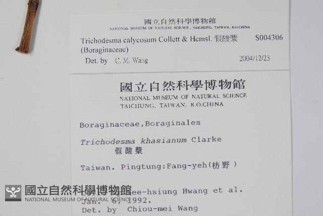 假酸漿藏品圖，第2張