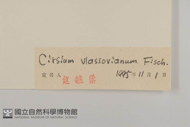 絨背薊藏品圖，第3張