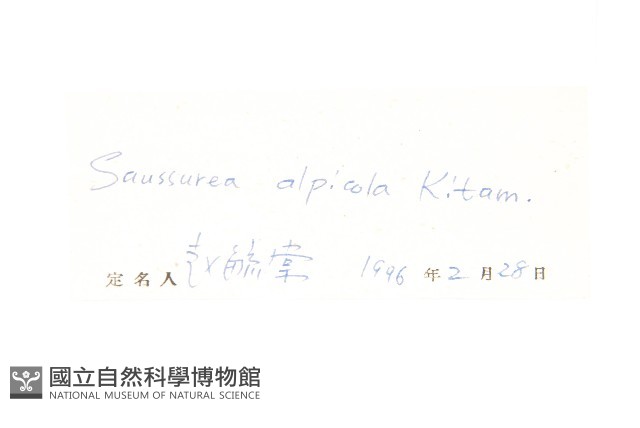 高嶺鳳毛菊藏品圖，第3張