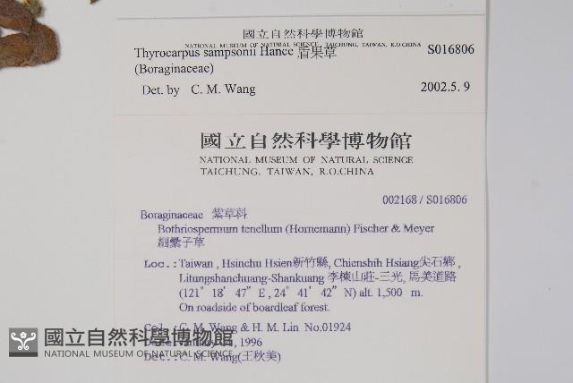 盾果草藏品圖，第2張