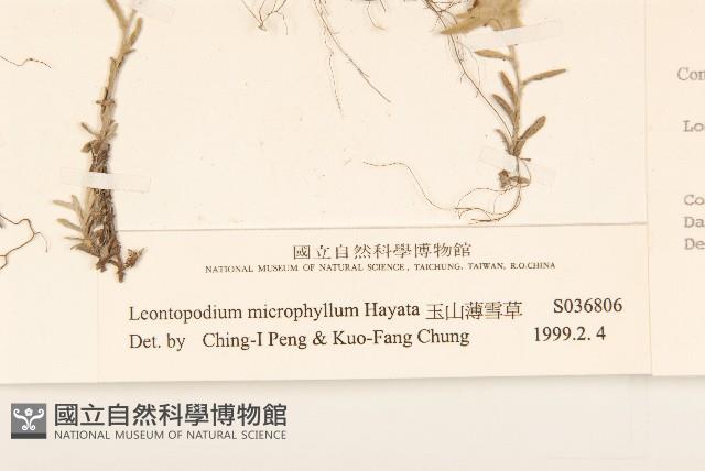 玉山薄雪草藏品圖，第3張