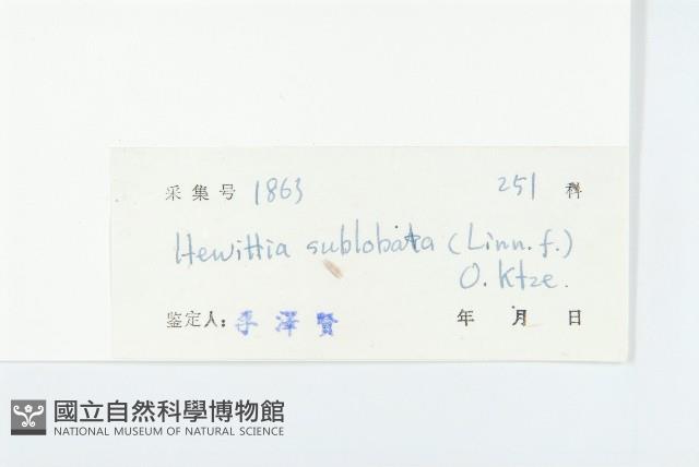 豬菜藤藏品圖，第3張