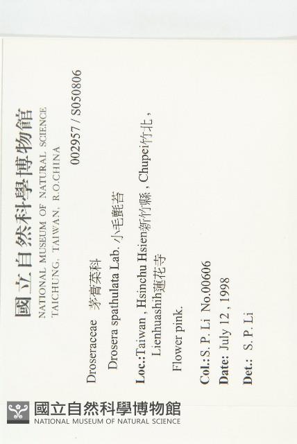 小毛氈苔藏品圖，第2張