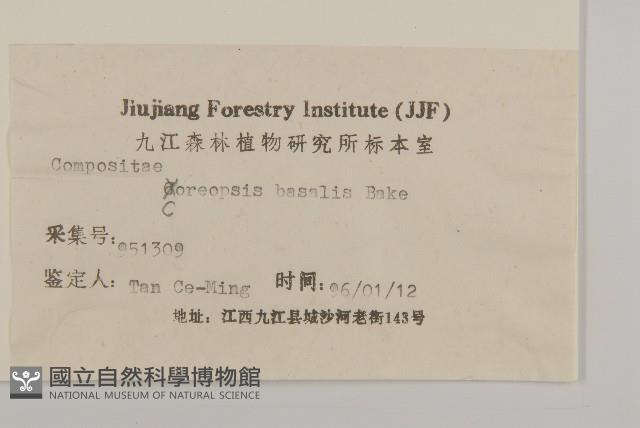 金雞菊藏品圖，第3張