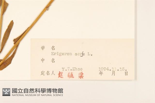 飛蓬藏品圖，第3張