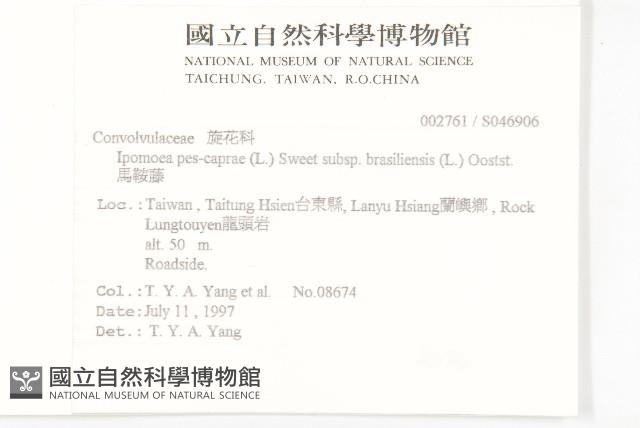 馬鞍藤藏品圖，第2張