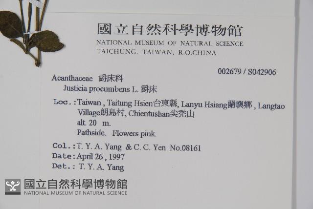 爵床藏品圖，第2張