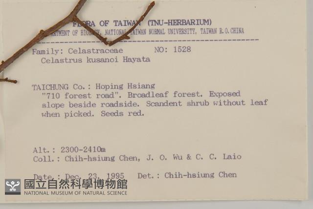 大葉南蛇藤藏品圖，第2張