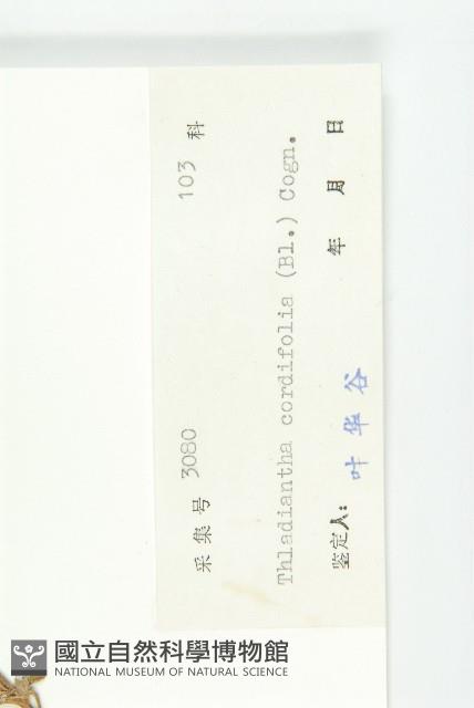 大苞赤瓟藏品圖，第3張