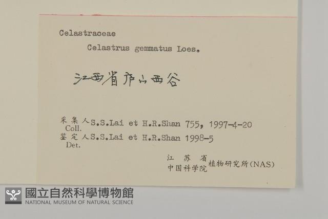 哥蘭葉藏品圖，第3張