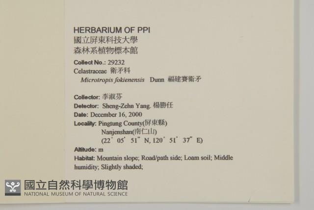 福建賽衛矛、福建假衛矛藏品圖，第2張