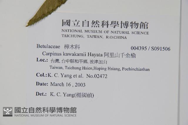 阿里山千金榆藏品圖，第2張