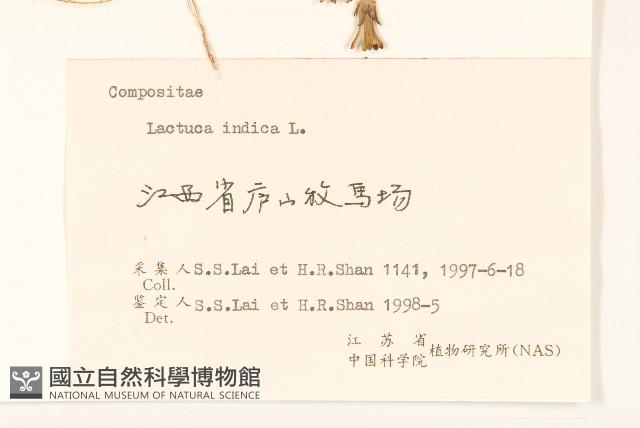 鵝仔草藏品圖，第3張