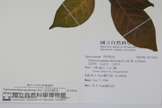 南洋馬蹄花藏品圖，第2張