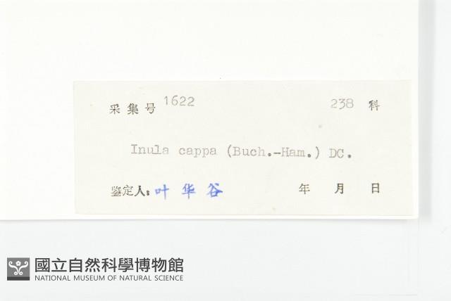 羊耳菊藏品圖，第3張