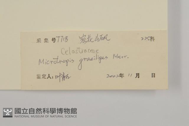 密花假衛矛藏品圖，第3張