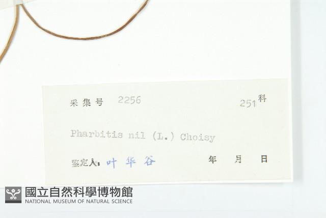 裂葉牽牛藏品圖，第3張